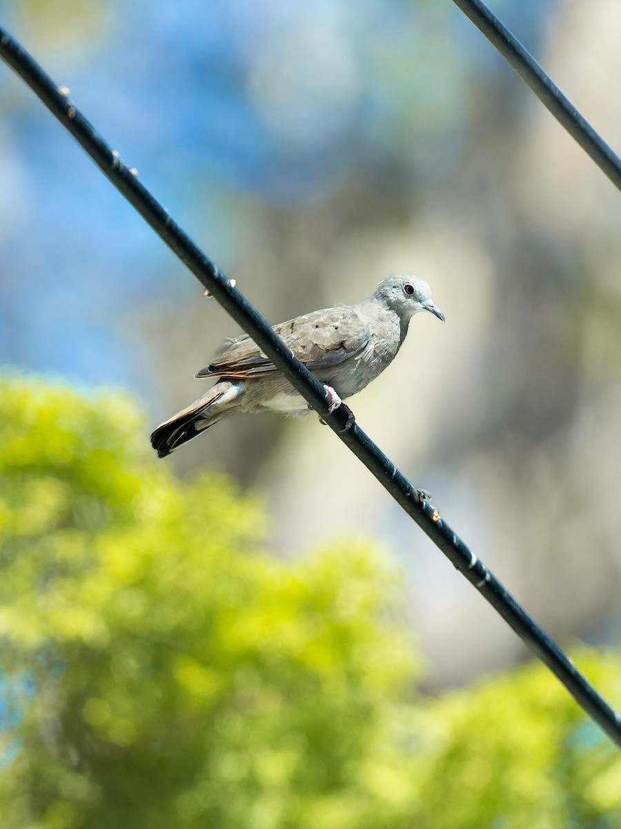 kaneldue - ML650402569