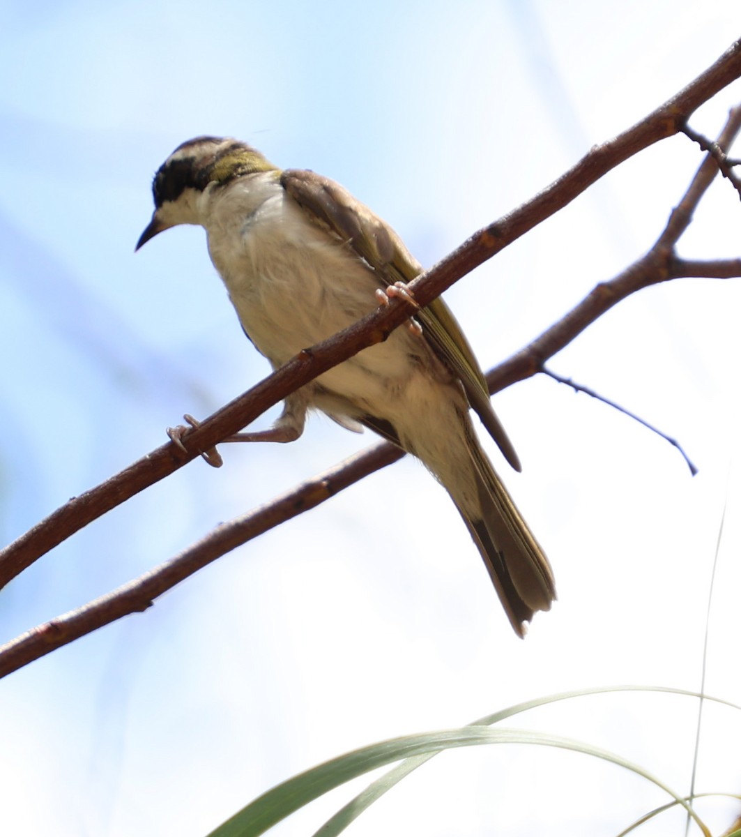 Mielero Goliblanco - ML650402594