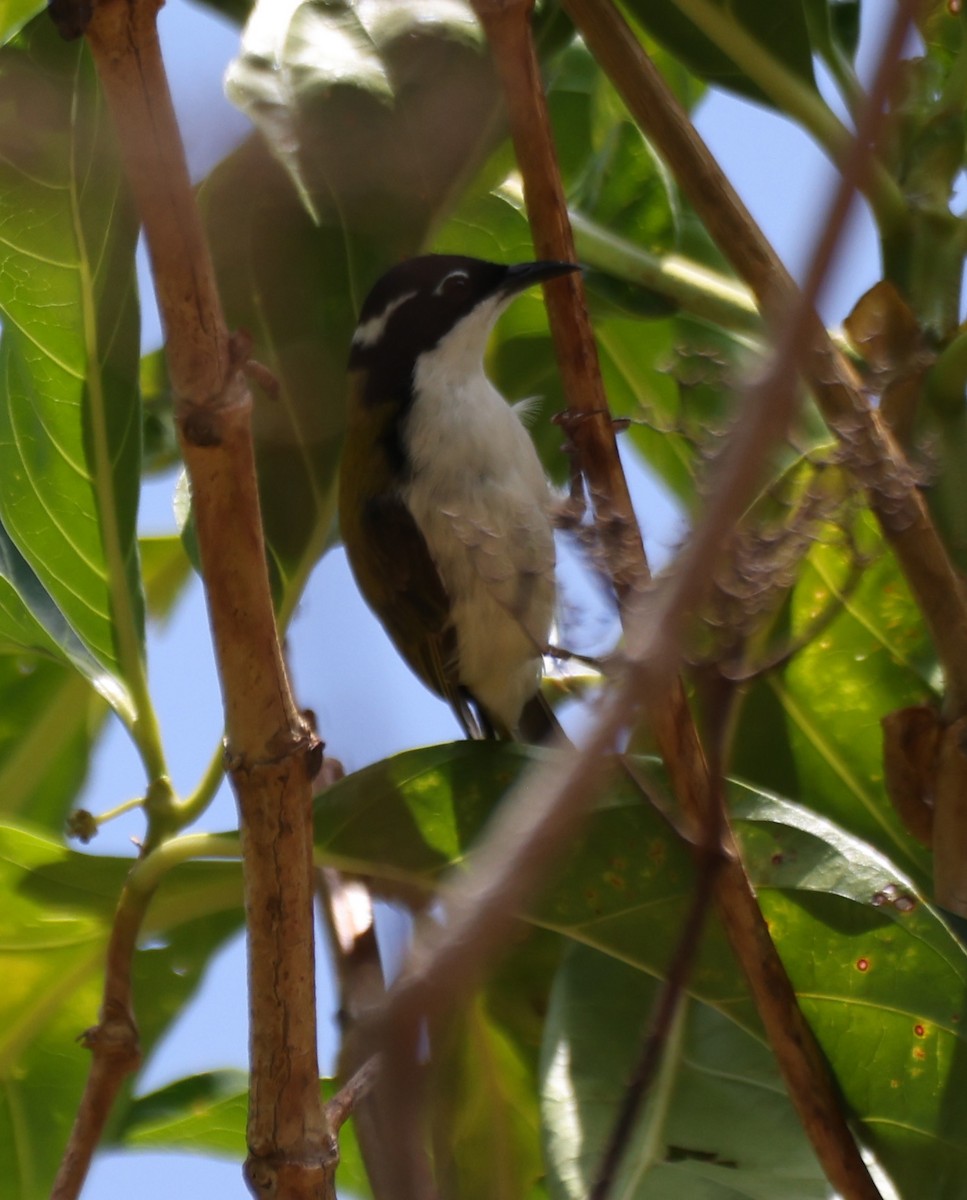 Mielero Goliblanco - ML650402595