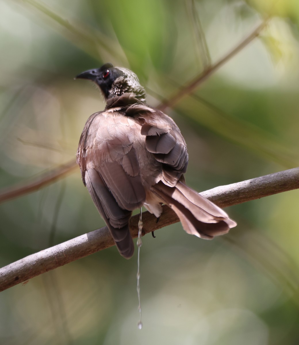 Filemón Coronado - ML650402640