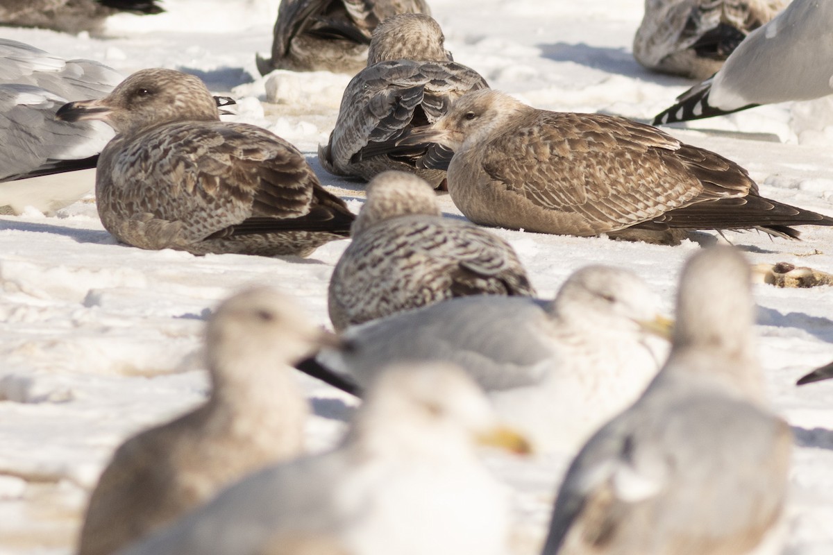 gull sp. - ML650402644