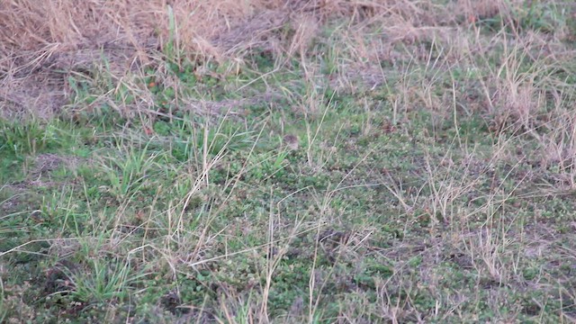 Savannah Sparrow - ML650402824