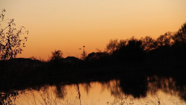 American Wigeon - ML650402829