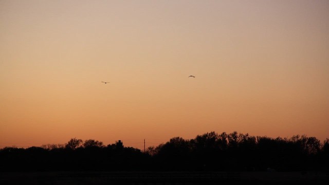 Great Blue Heron - ML650402838