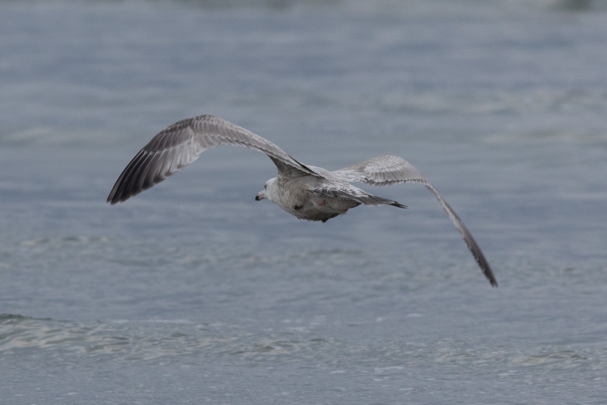 gull sp. - ML650403125