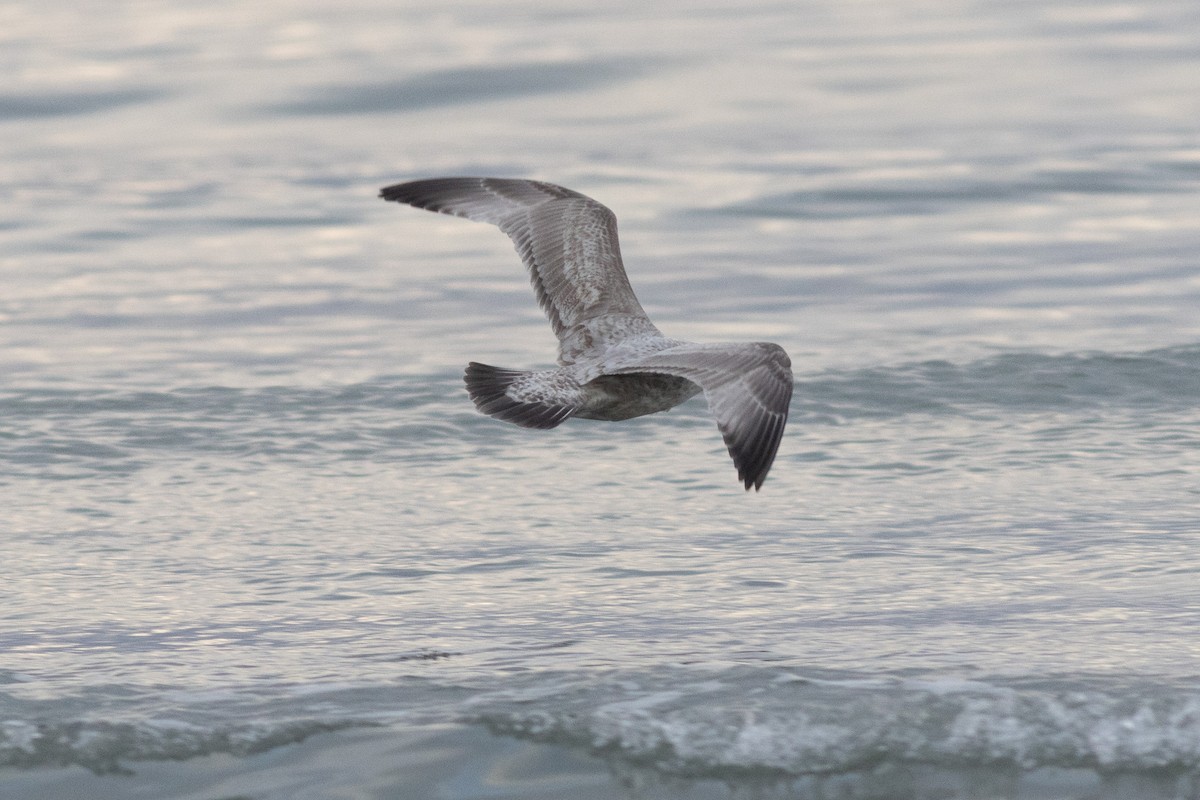 gull sp. - ML650403126