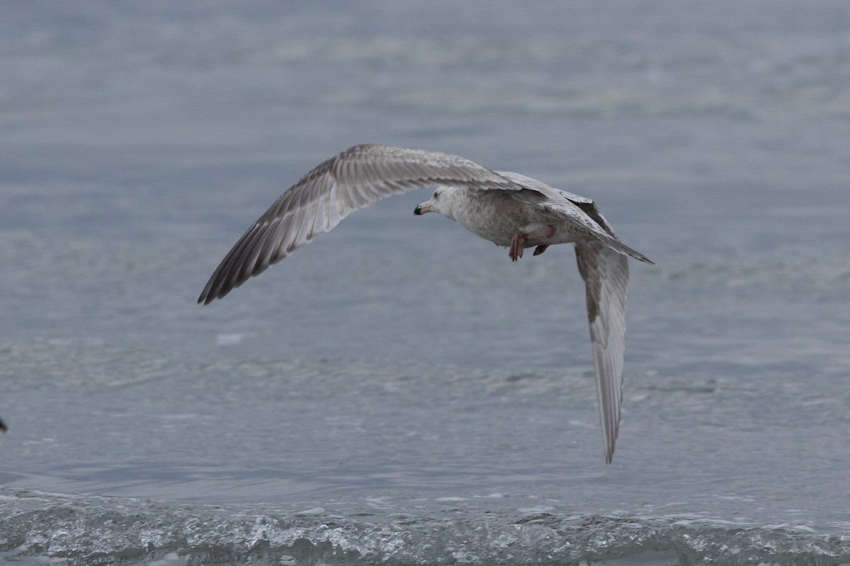 gull sp. - ML650403127