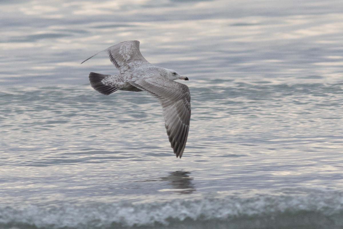 gull sp. - ML650403128