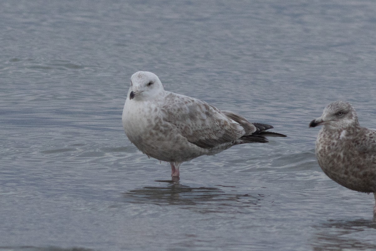 gull sp. - ML650403130