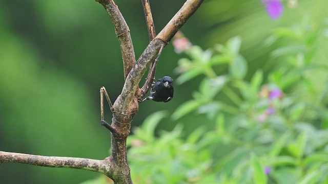 カワリヒメウソ - ML650403183