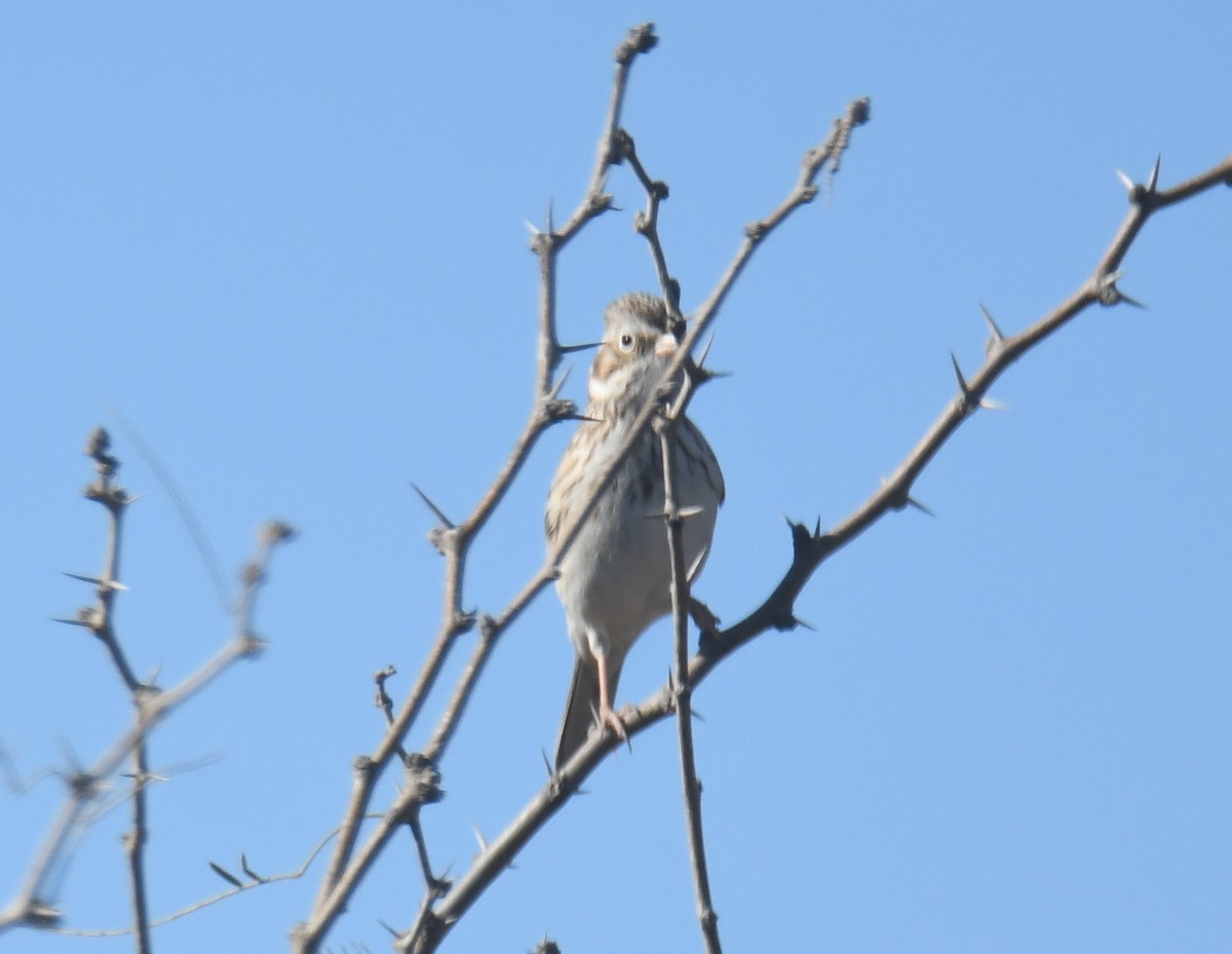Пасовник польовий - ML650403255