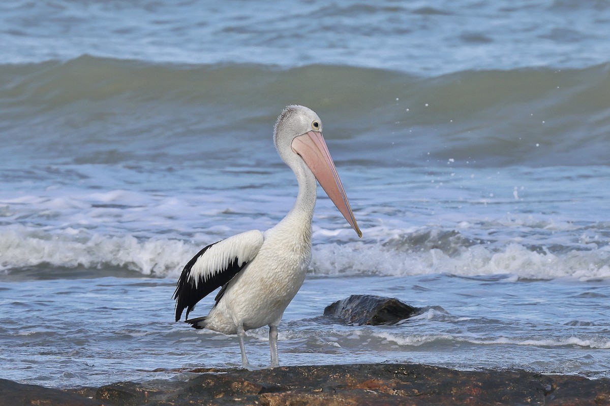 Pelícano Australiano - ML650403475