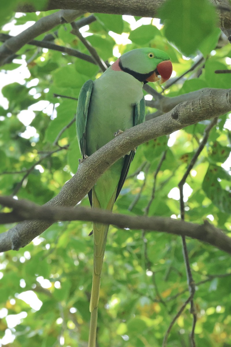 Cotorra Alejandrina - ML650403482