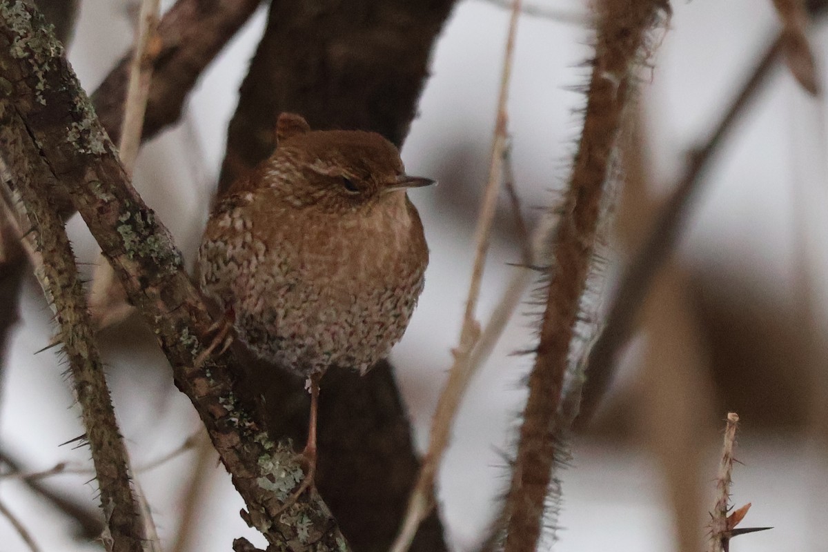 střízlík kanadský - ML650403507