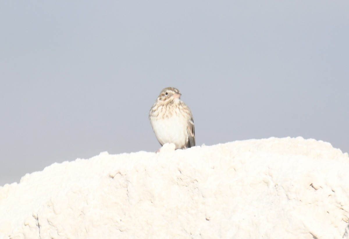 Пасовник польовий - ML650403637