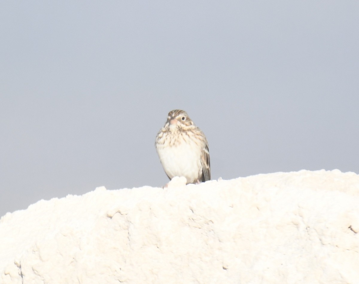 Пасовник польовий - ML650403638