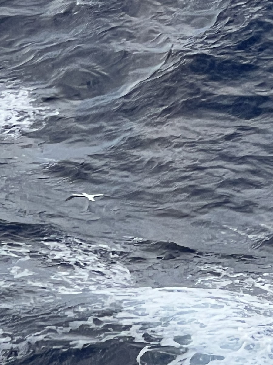 Maskentölpel - ML650403648