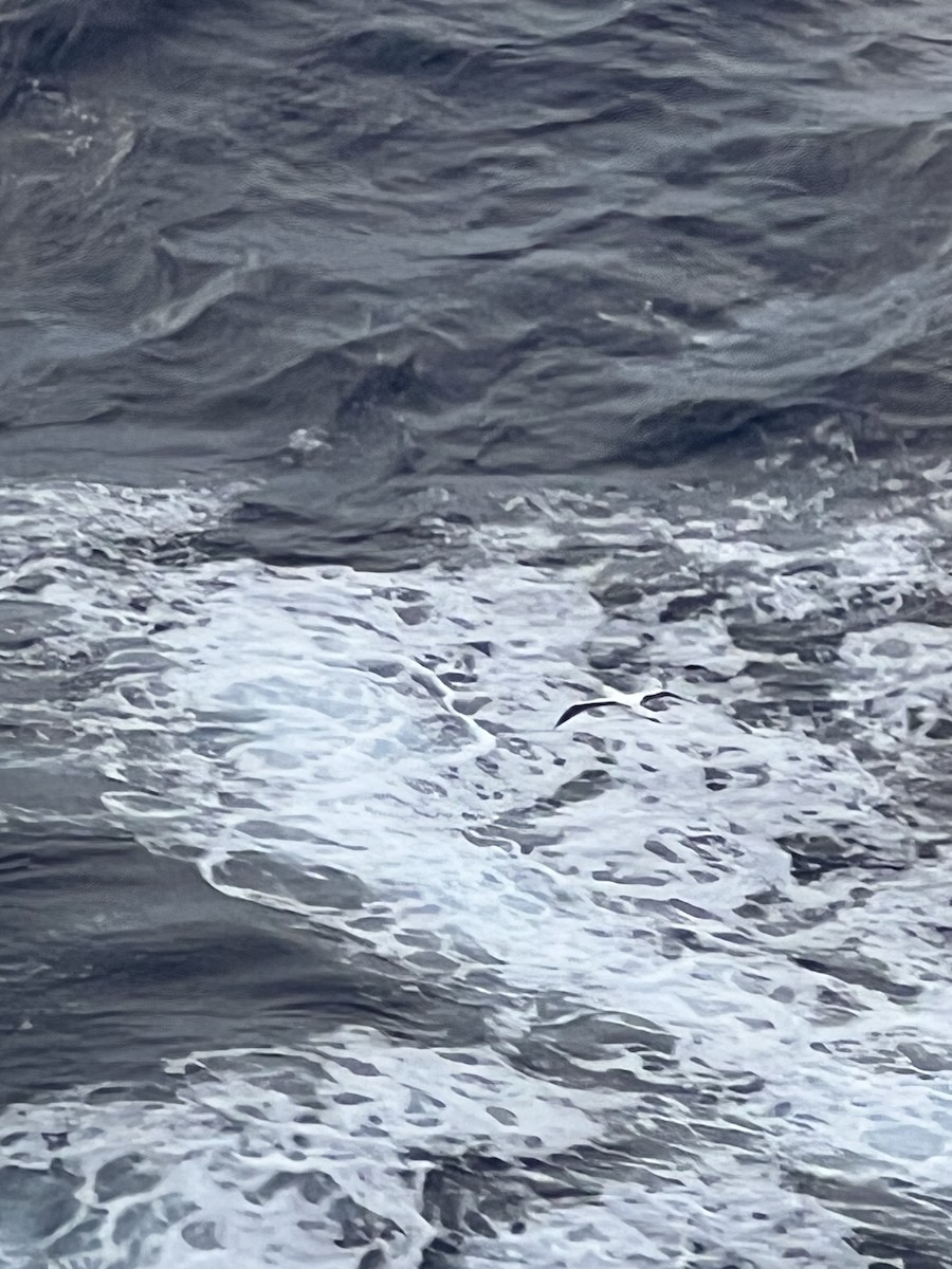 Maskentölpel - ML650403649