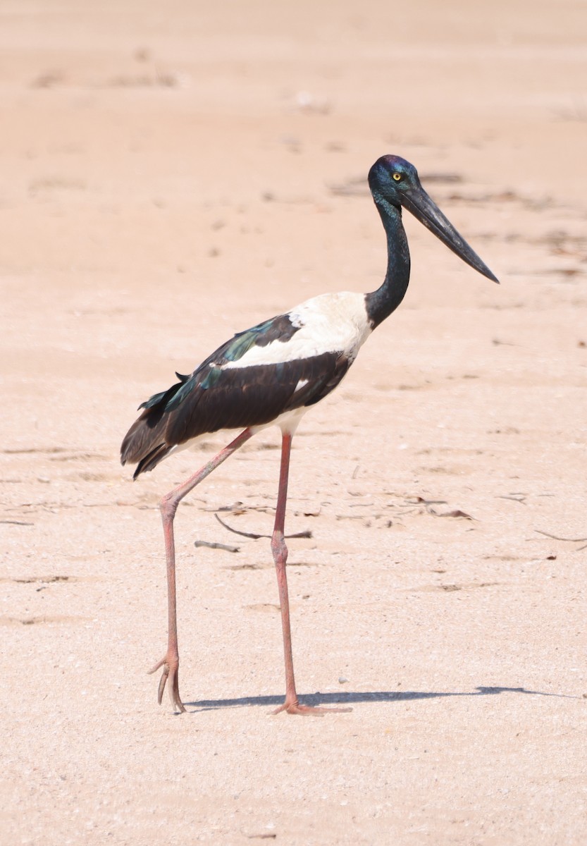 Jabirú Asiático - ML650403661