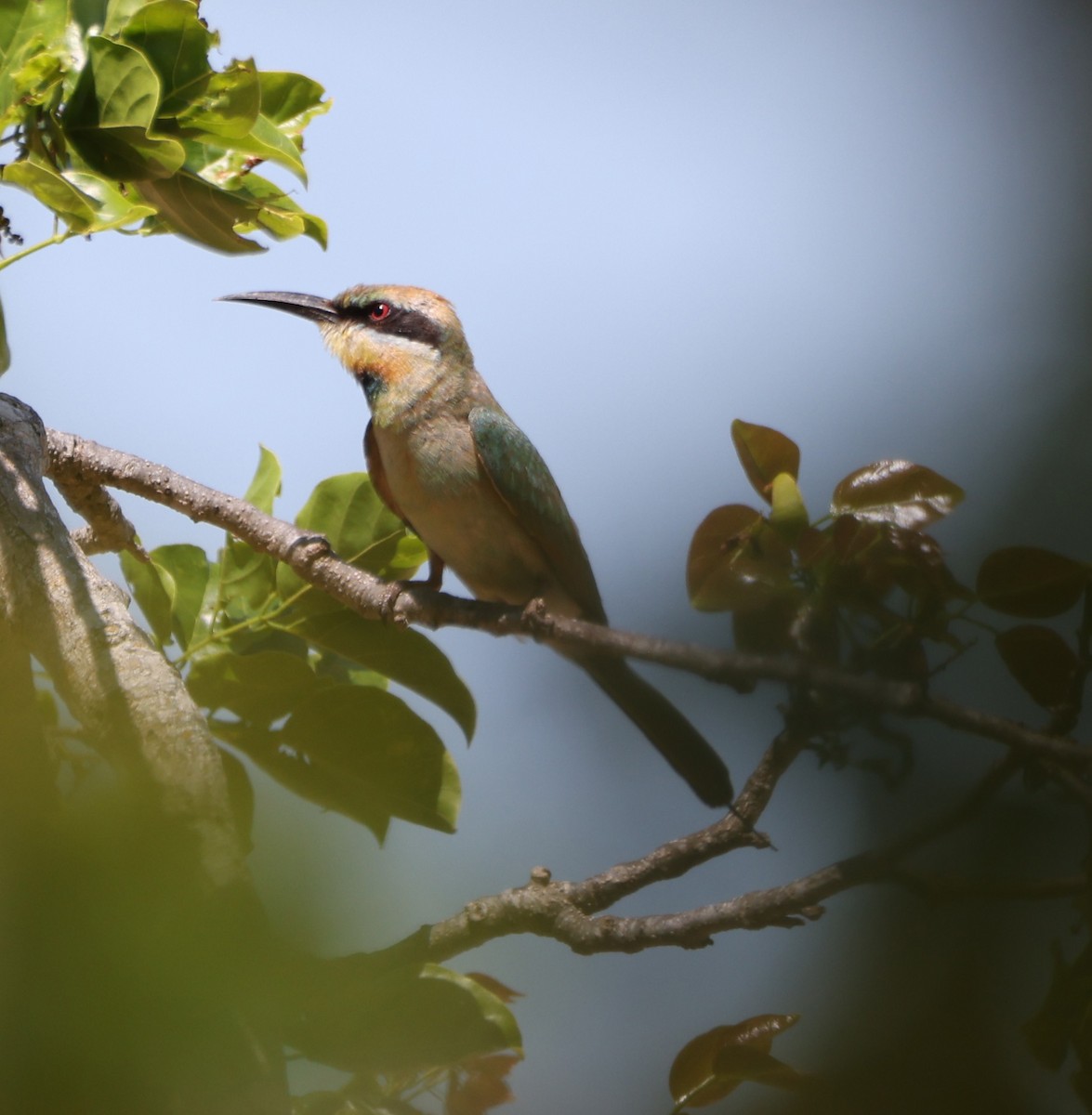 Abejaruco Australiano - ML650403687