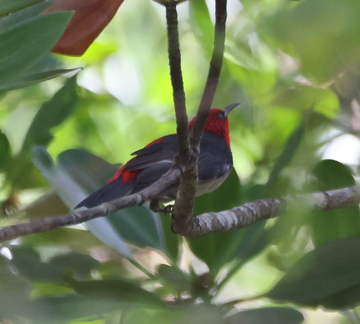 Mielero Cabecirrojo - ML650403711