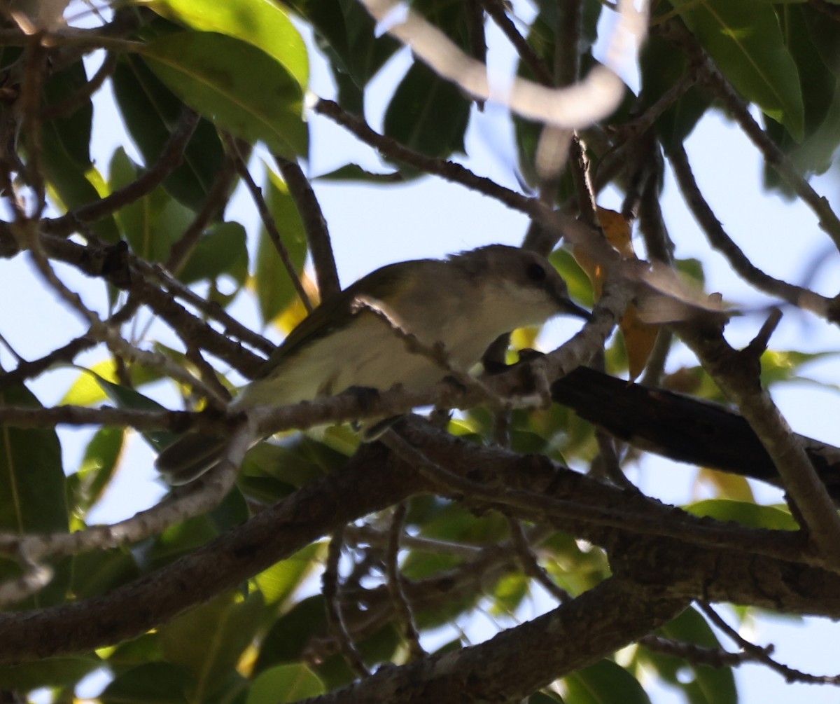 Gerigón Dorsiverde - ML650403722