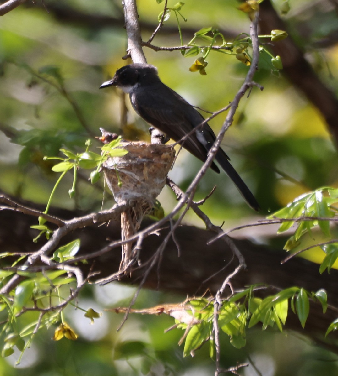 Abanico Norteño - ML650403735