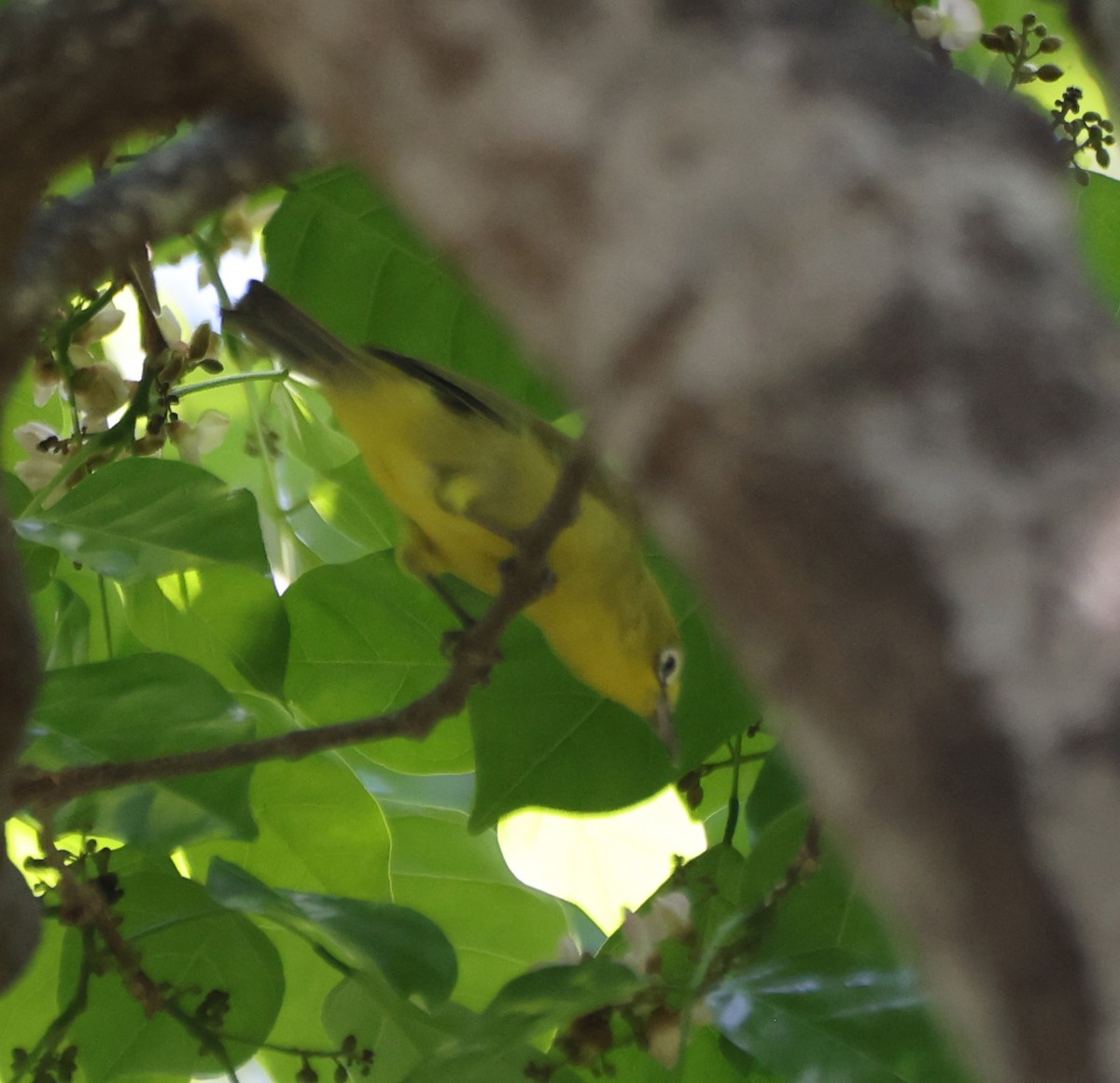 Anteojitos Australiano - ML650403746