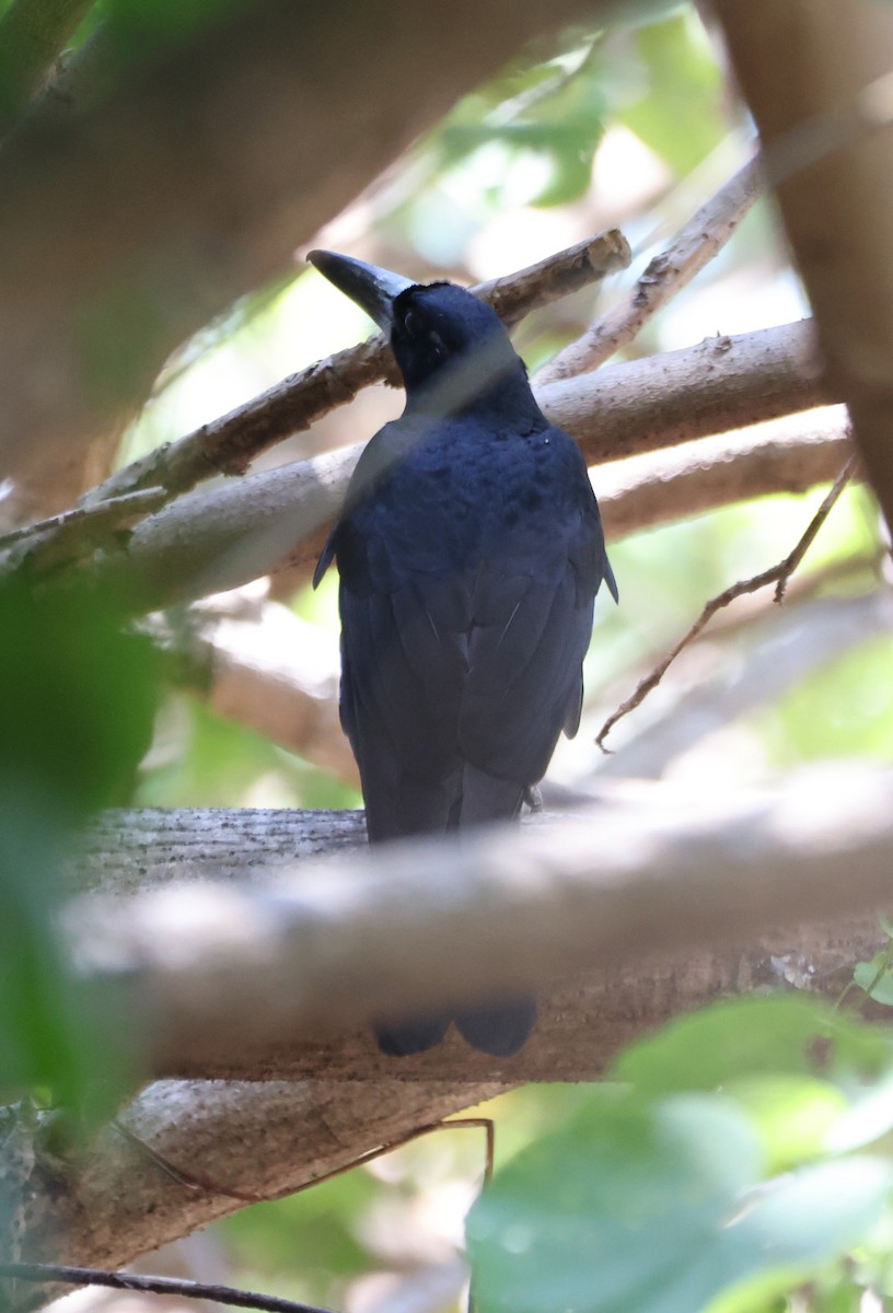 Verdugo Negro - ML650403759