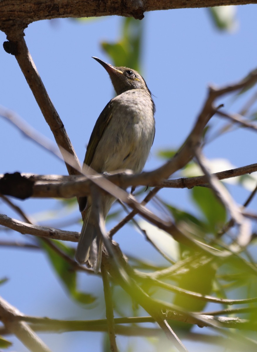 Mielero Pardo - ML650403769