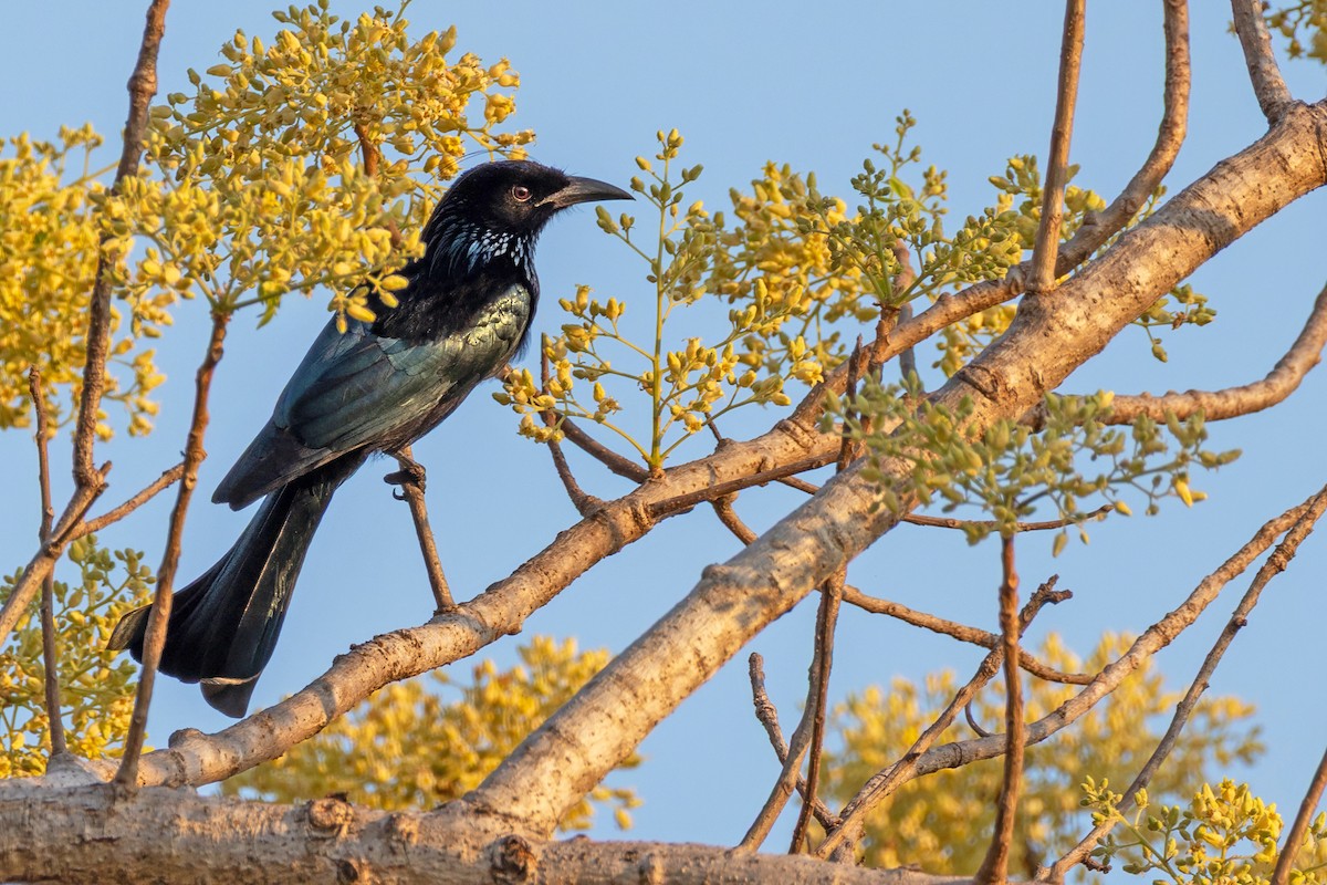 Hair-crested Drongo (Hair-crested) - ML650403864