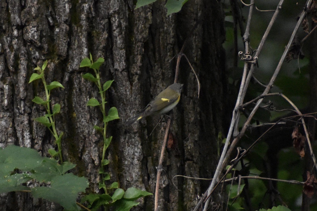 American Redstart - ML650404031