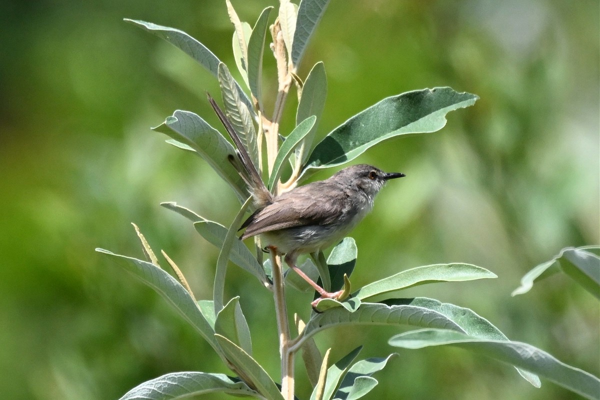 Tawny-flanked Prinia - ML650404373