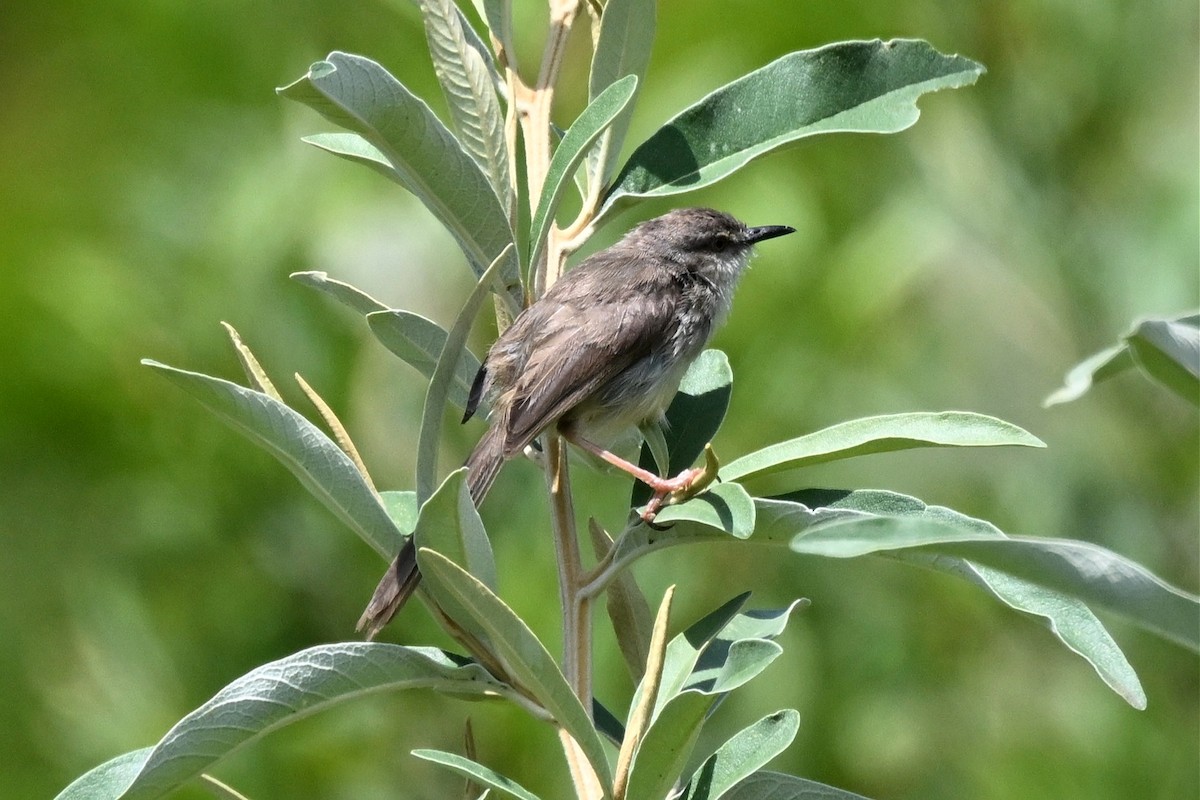 Tawny-flanked Prinia - ML650404376