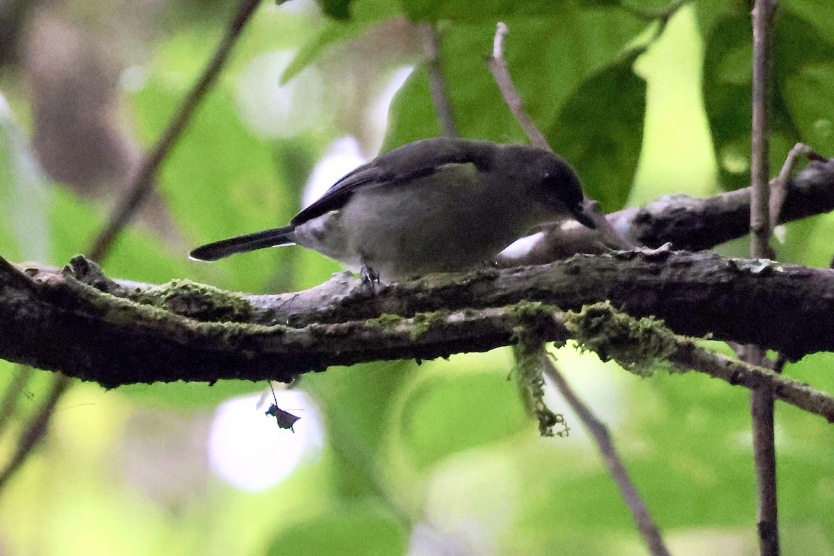 Mid-mountain Berrypecker - ML650404710