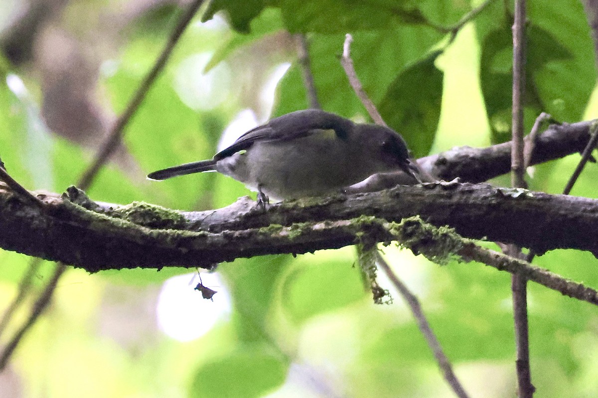 Mid-mountain Berrypecker - ML650404711