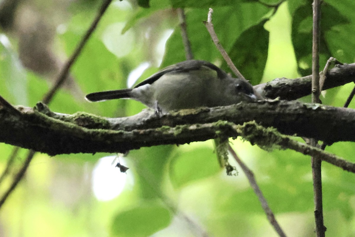 Mid-mountain Berrypecker - ML650404712