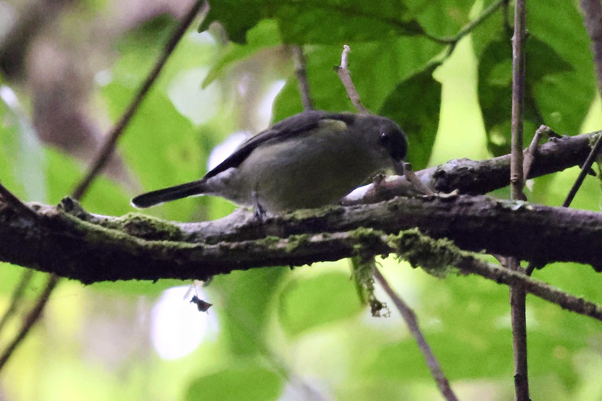Mid-mountain Berrypecker - ML650404713