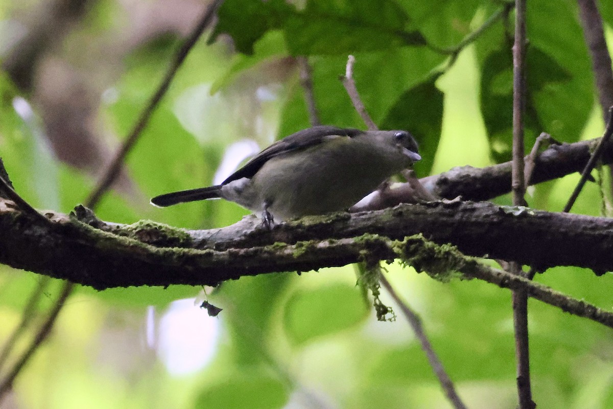 Mid-mountain Berrypecker - ML650404714