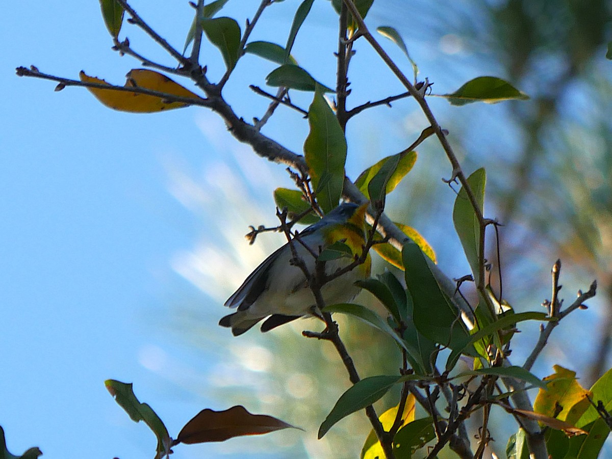Northern Parula - ML650404786