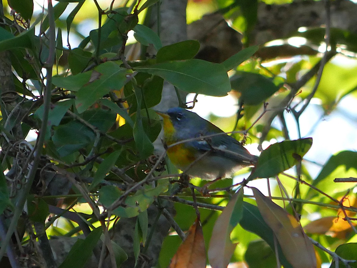 Northern Parula - ML650404787
