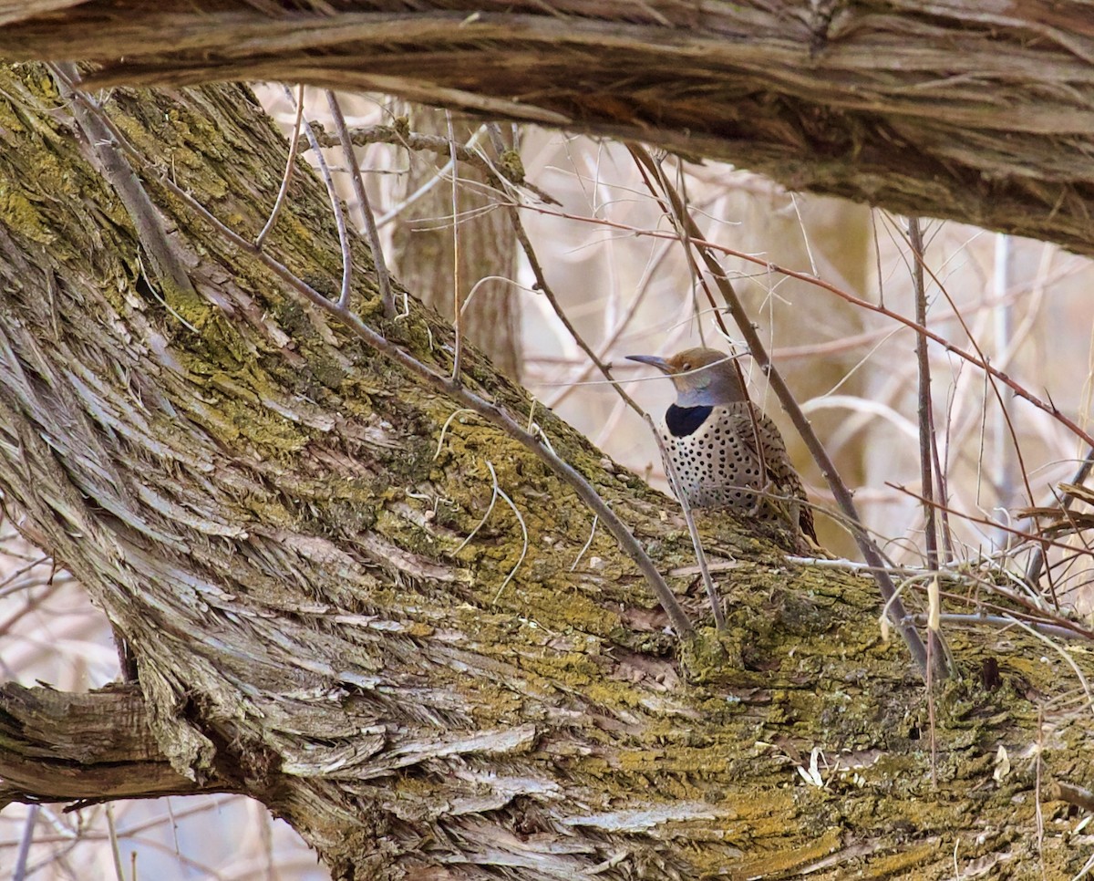 Шилоклювый дятел - ML650404853