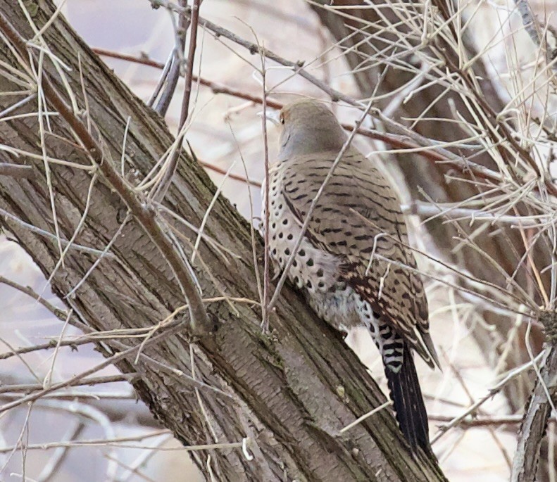 Шилоклювый дятел - ML650404864