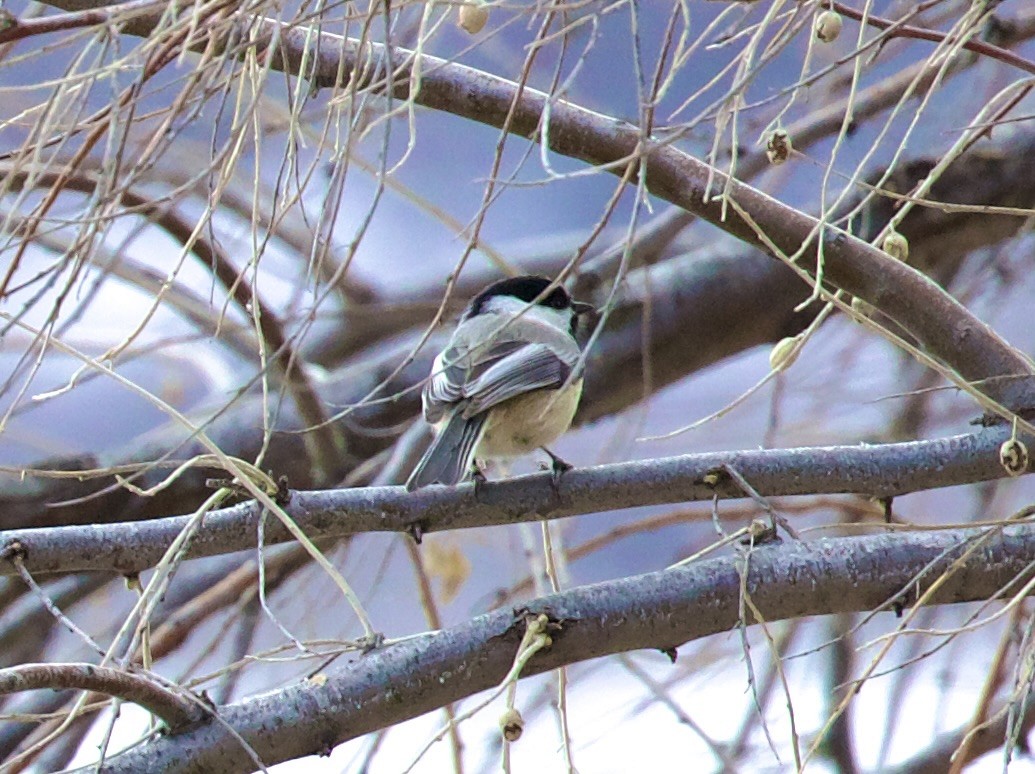 Черношапочная гаичка - ML650404879