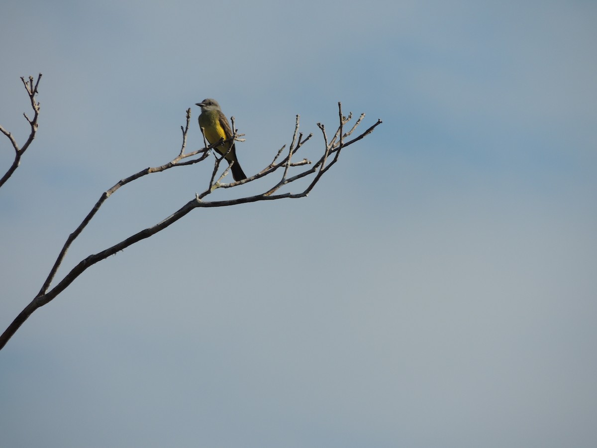 Тиран тропічний - ML650405042