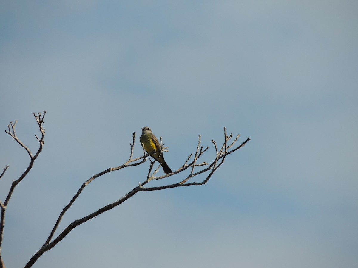 Тиран тропічний - ML650405180