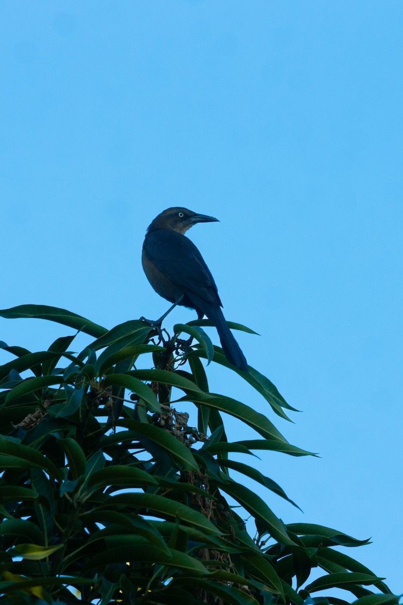 storstjerttrupial - ML650405266