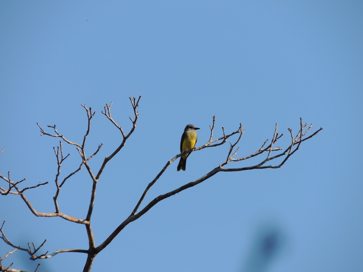 Тиран тропічний - ML650405267