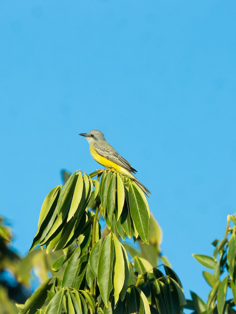 tropekongetyrann - ML650405276