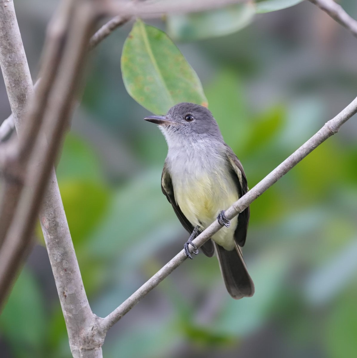 パナマヒタキモドキ - ML650405318